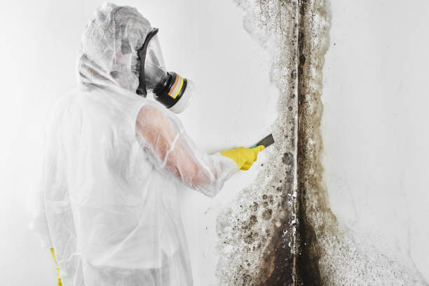 Best Black Mold Removal  in Hamburg, NJ
