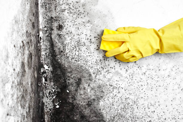 Best Mold Cleaning Services  in Hamburg, NJ