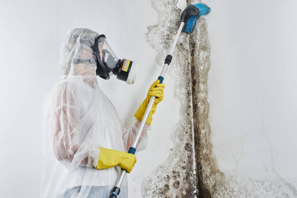 Best Home Mold Removal  in Hamburg, NJ