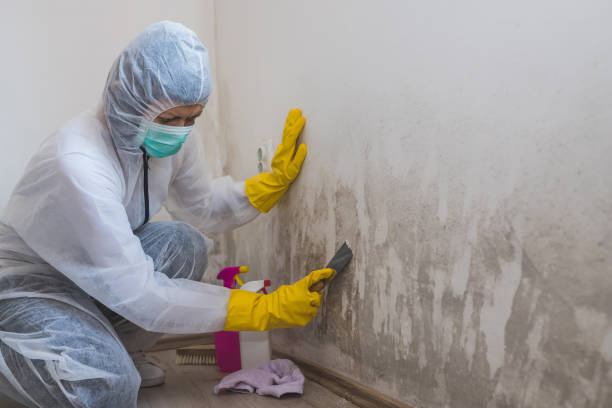Best Certified Mold Removal  in Hamburg, NJ