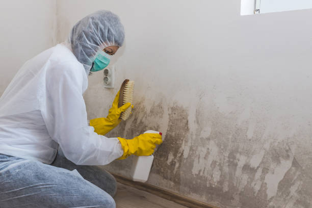Reliable Hamburg, NJ Mold Removal Solutions