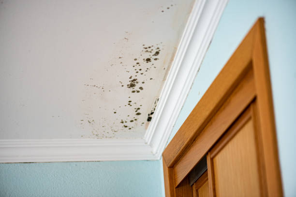 Best Mold Testing  in Hamburg, NJ