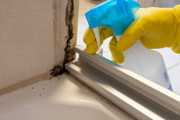 Best Professional Mold Removal  in Hamburg, NJ