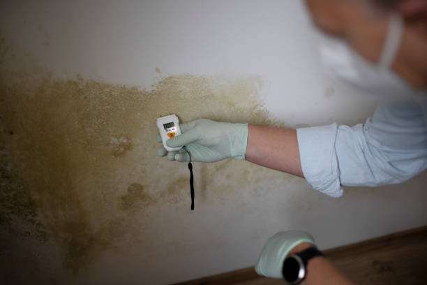 Best Toxic Mold Removal  in Hamburg, NJ