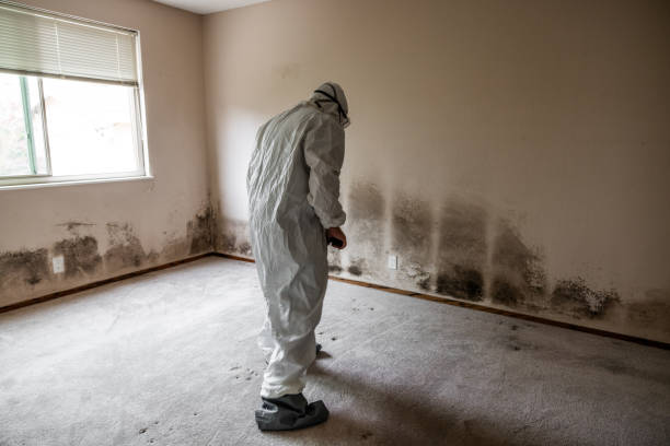 Best Affordable Mold Removal  in Hamburg, NJ
