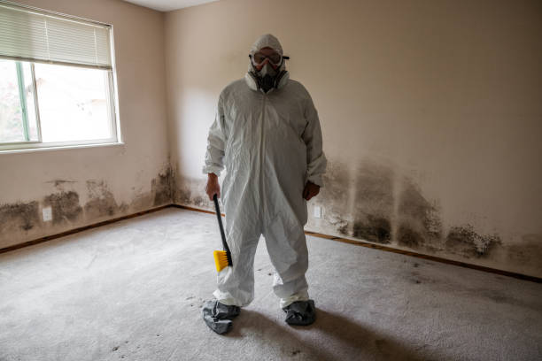 Best Same-Day Mold Removal  in Hamburg, NJ