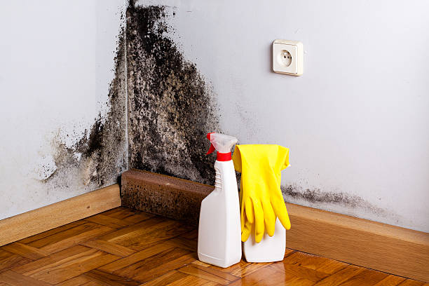 Best Mold Remediation Experts  in Hamburg, NJ