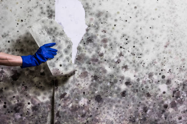 Best Professional Mold Removal  in Hamburg, NJ