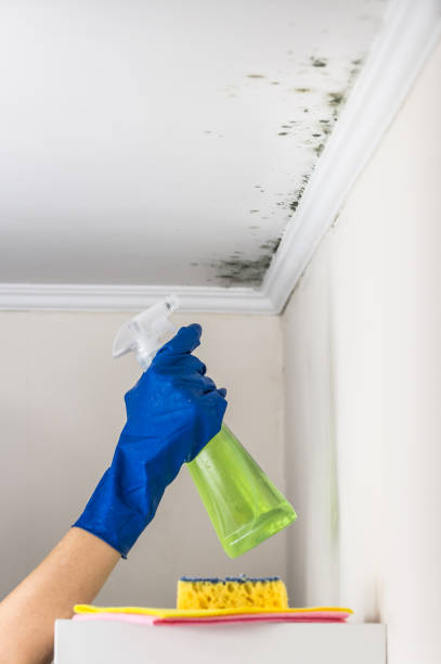 Best Crawl Space Mold Removal  in Hamburg, NJ