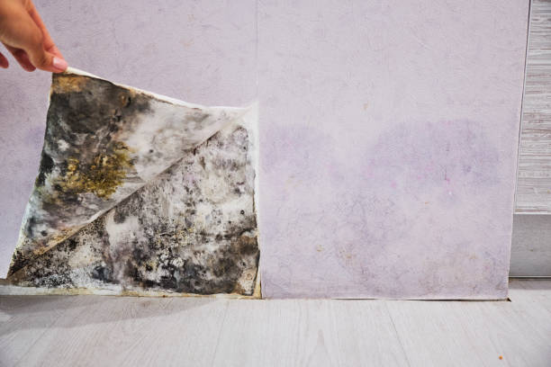 Best Same-Day Mold Removal  in Hamburg, NJ